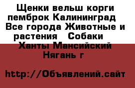 Щенки вельш корги пемброк Калининград - Все города Животные и растения » Собаки   . Ханты-Мансийский,Нягань г.